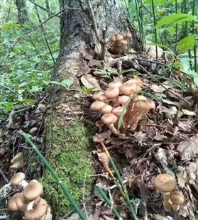 东北野生榛蘑 蘑菇食用菌干货榛蘑丁干蘑菇 一件代发