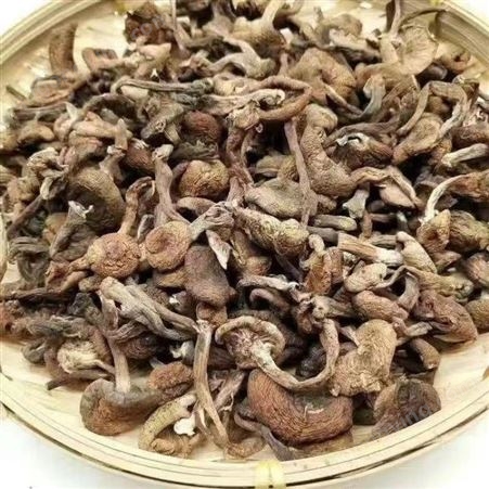 东北野生榛蘑 蘑菇食用菌干货榛蘑丁干蘑菇 一件代发