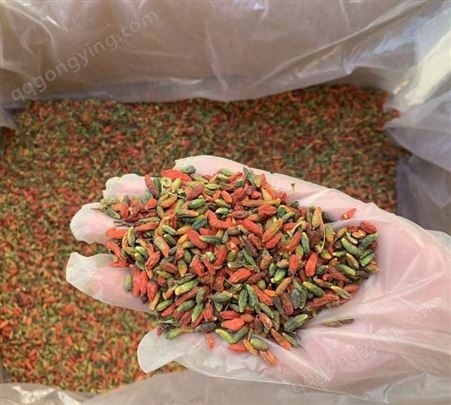 红绿小枸杞 滋补养生泡茶好产品 野生小枸杞 常年出售
